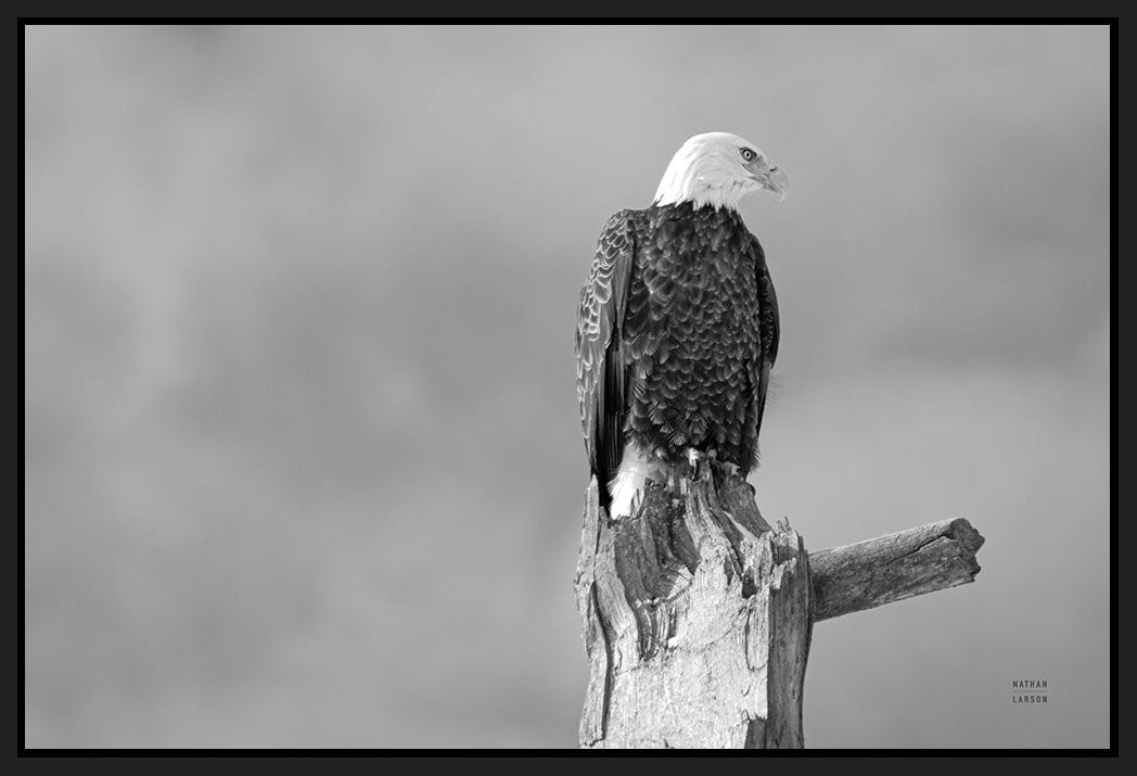 5531300_FB1 'Eagle Perch BW' by artist Nathan Larson - Wall Art Print on Textured Fine Art Canvas or Paper - Digital Giclee reproduction of art painting. Red Sky Art is India's Online Art Gallery for Home Decor - 553_80636