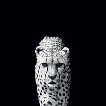 45002_C1 - titled 'Acinonyx Jubatus' by artist Nicolas Evariste - Wall Art Print on Textured Fine Art Canvas or Paper - Digital Giclee reproduction of art painting. Red Sky Art is India's Online Art Gallery for Home Decor - 55_WDC98070